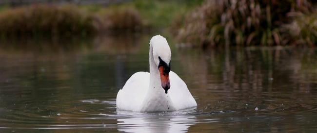 Overwintering van vogels voor de Turkmeense kust van de Kaspische Zee